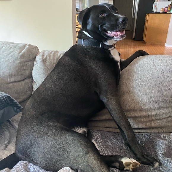 Meet your Posher, Sam - Picture 3 of 5